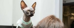 This image portrays 35M01581 by Central Veterinary Hospital.