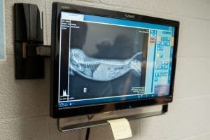 This image portrays 35M01621 by Central Veterinary Hospital.