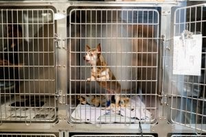 This image portrays 35M01658 by Central Veterinary Hospital.