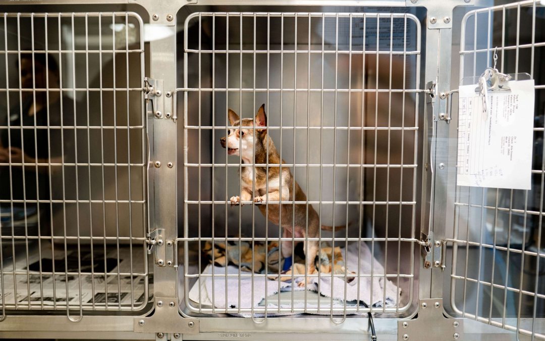 Central Veterinary Hospital