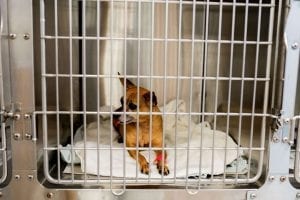 This image portrays 35M01673 by Central Veterinary Hospital.