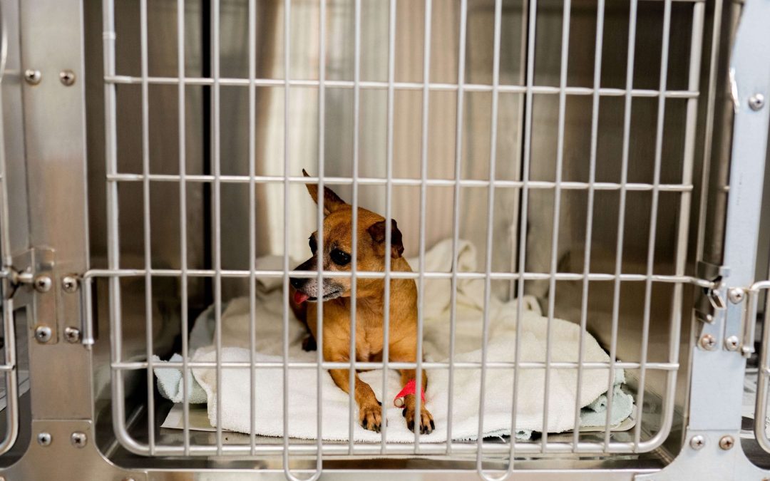 Central Veterinary Hospital