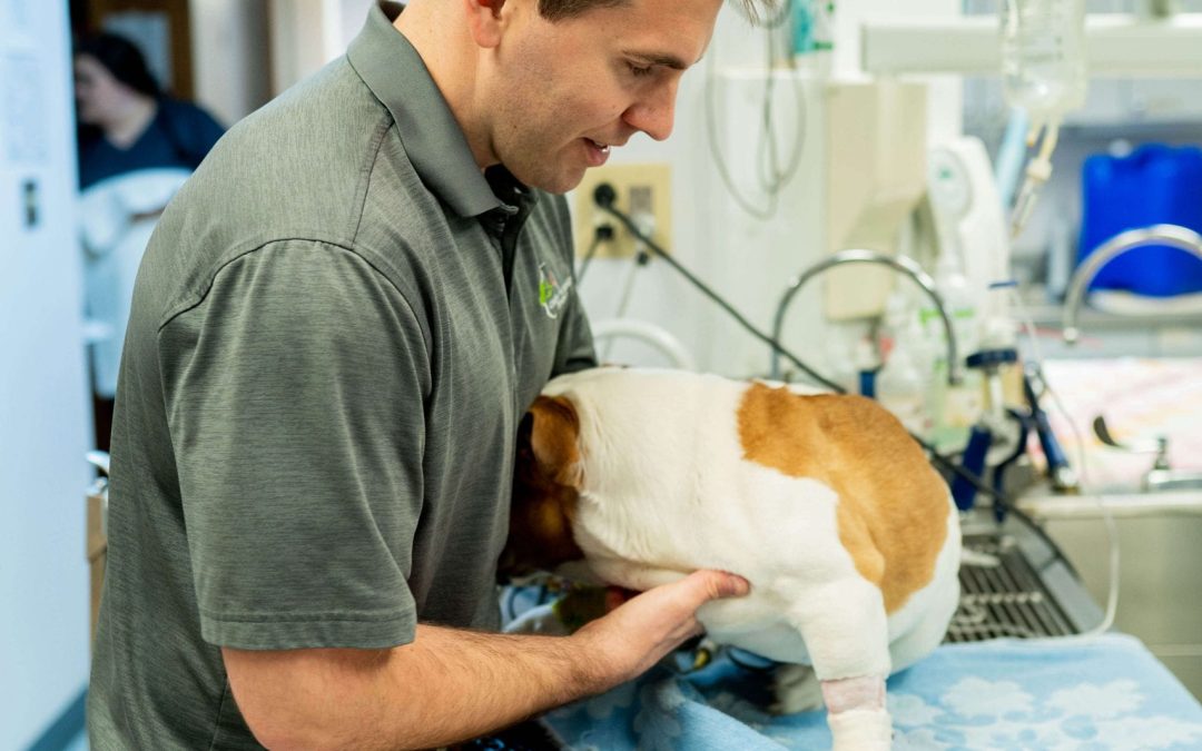 Central Veterinary Hospital