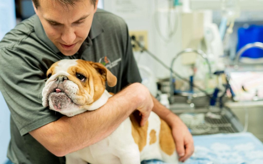 Central Veterinary Hospital
