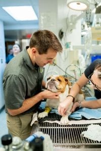 This image portrays 35M01712 by Central Veterinary Hospital.