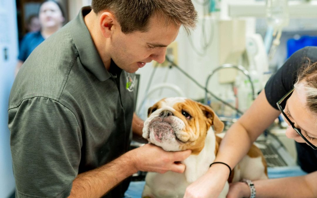 Central Veterinary Hospital
