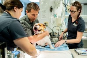This image portrays 35M01716 by Central Veterinary Hospital.