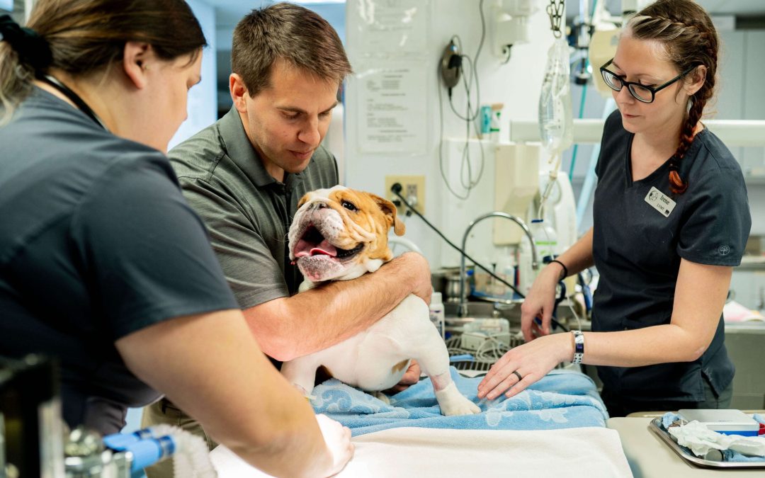 Central Veterinary Hospital