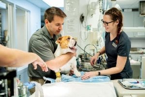 This image portrays 35M01719 by Central Veterinary Hospital.
