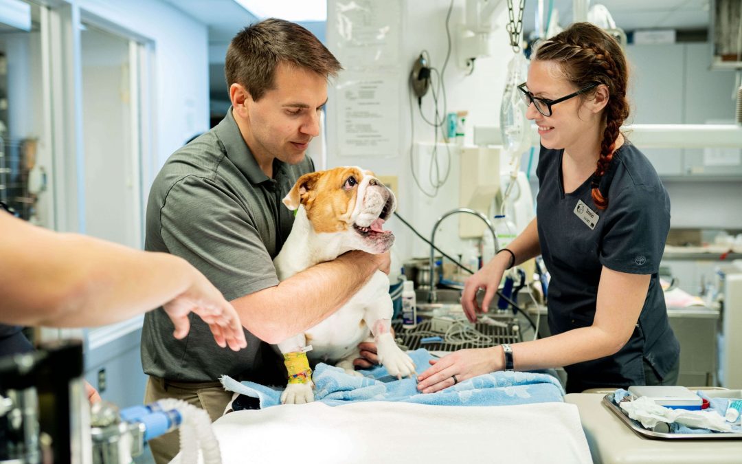 Central Veterinary Hospital