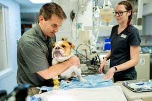 This image portrays 35M01724 by Central Veterinary Hospital.