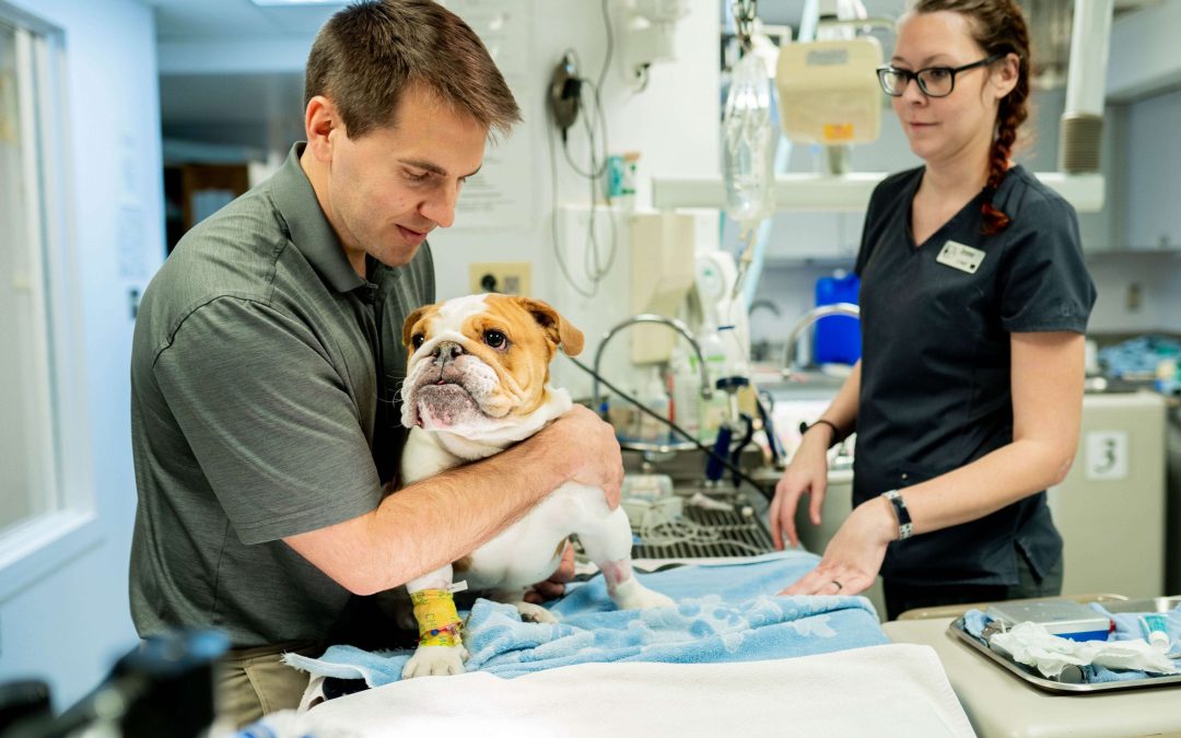 Central Veterinary Hospital