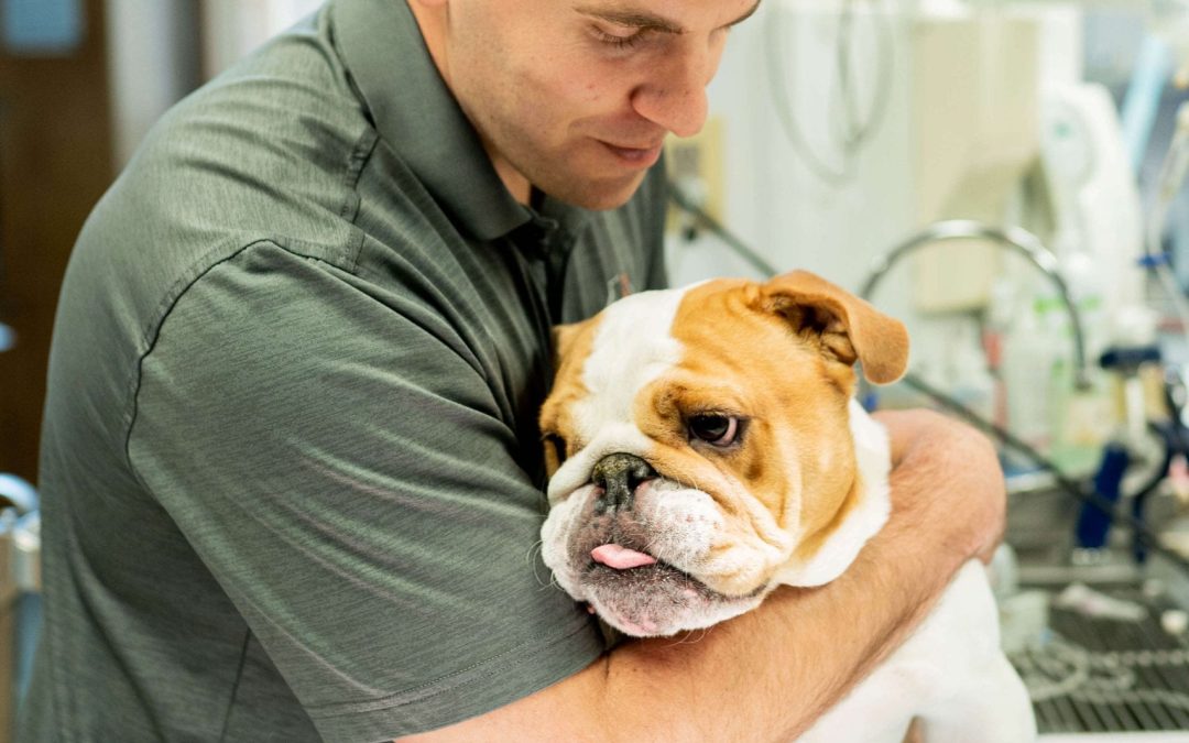 Central Veterinary Hospital