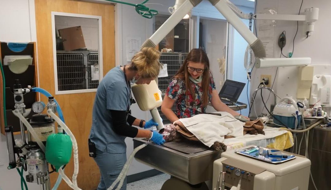 Central Veterinary Hospital