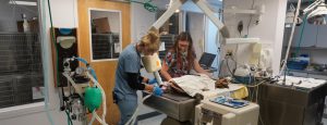 This image portrays C3E4E050-DA9F-494D-B1CC-5F33F3B461F9 by Central Veterinary Hospital.