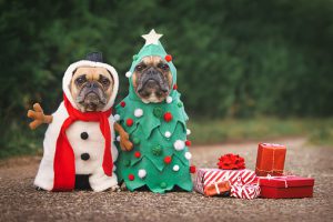This image portrays Holiday Hours by Central Veterinary Hospital.