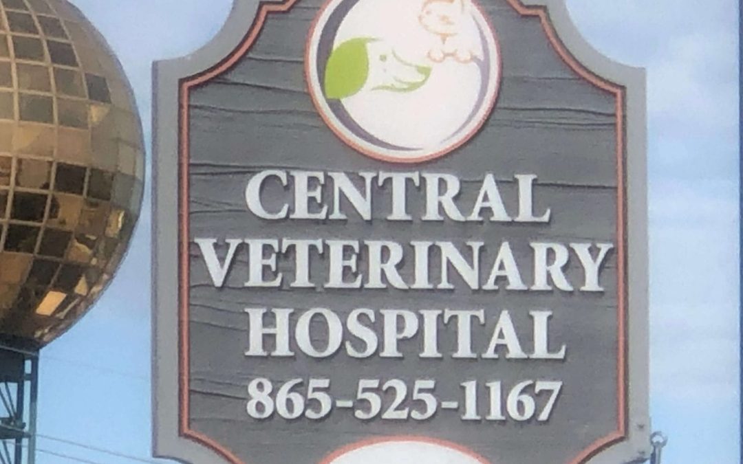 Central Veterinary Hospital