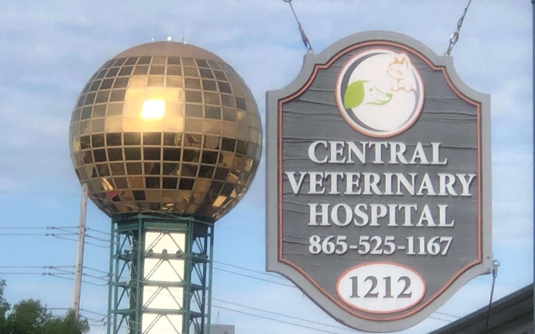 Central Veterinary Hospital