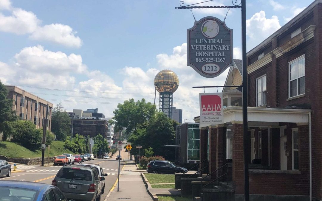 Central Veterinary Hospital