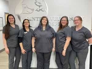 This image portrays Our Team by Central Veterinary Hospital.