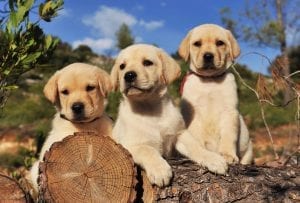 This image portrays dogs by Central Veterinary Hospital.