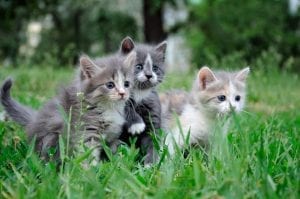 This image portrays kittens by Central Veterinary Hospital.
