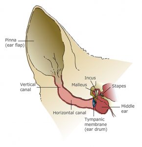 This image portrays How to Clean a Dog's Ears by Central Veterinary Hospital.
